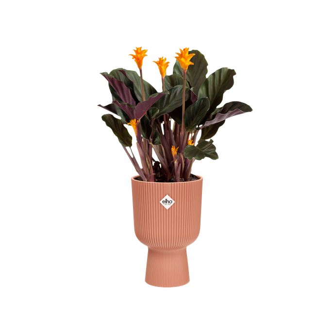 vibes fold coupe 14cm delicate pink